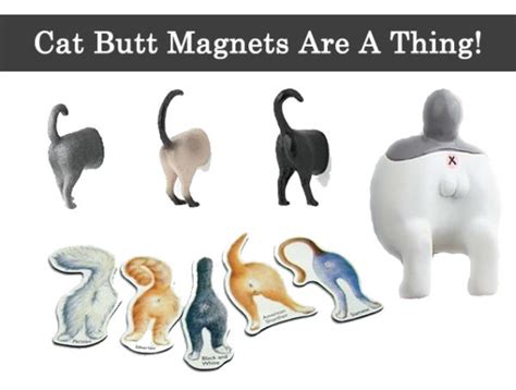 cat butt magnets Archives - Tag A Cat