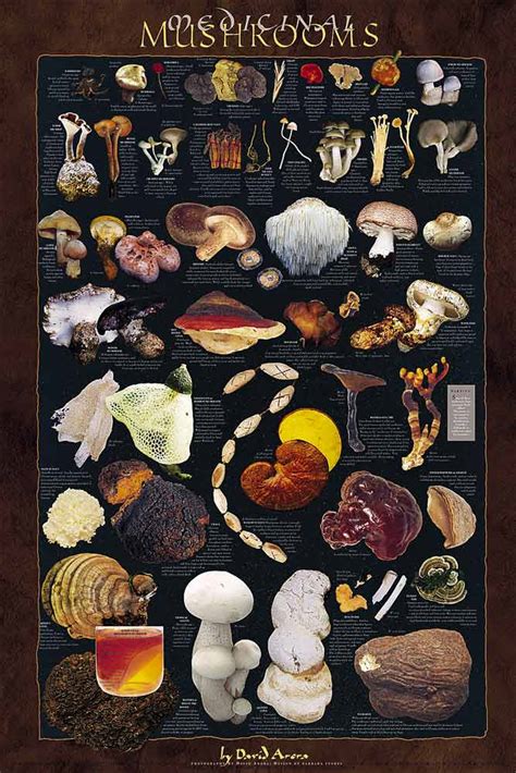 Medicinal Mushrooms Posters - Mushrooms for Health