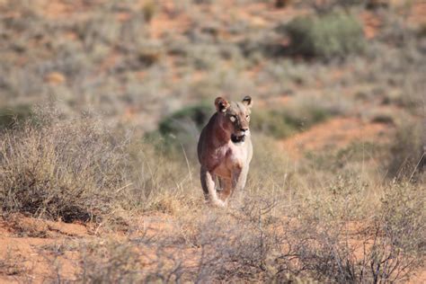 Beasts of Botswana – Lions – Venturesome Overland