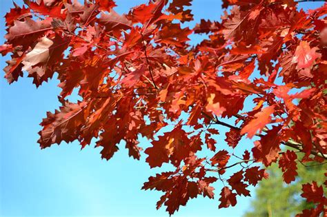 Fall Colors in Las Cruces - Guzman's Garden Centers