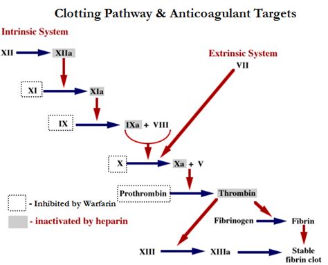 Lecture Notes on Anticoagulants (Heparin & Warfarin)