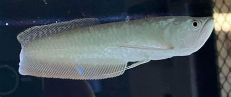 Silver Arowana – Hook’D On Fish