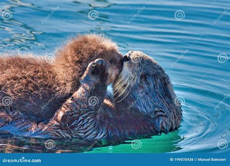 Mother Sea Otter Kissing Her Baby. Stock Photo - Image of newborn, mother: 199070438