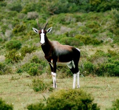 Bontebok National Park - Wikitravel