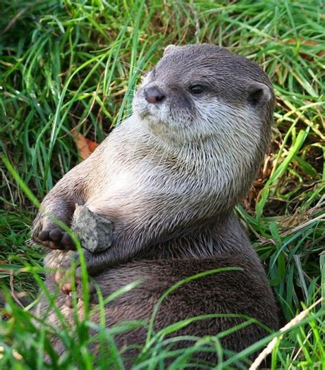 Asian Small-clawed Otter - 7 Adorable Animals from Asia ... …