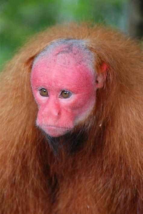 Uakari Animal Facts | Cacajao | AZ Animals