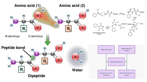 Peptide Bond - Definition, Structure, Formation, Hydrolysis, Examples - Biology Notes Online