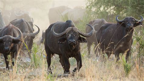 Cape Buffalo herd, Meru National Park, Kenya, Syncerus caffer photo