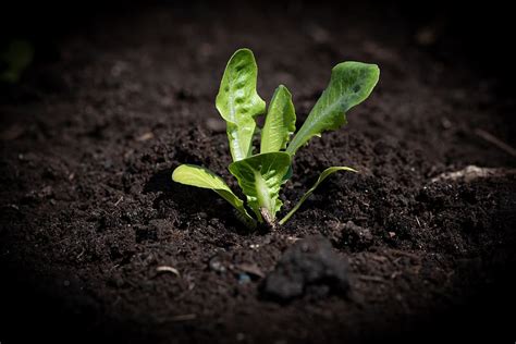 lettuce seedling, salad, garden, green, plant, seedling, vegetable garden, edible, small ...