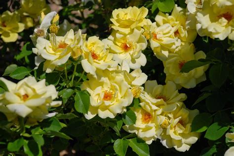 HOW TO PRUNE SHRUB ROSES |The Garden of Eaden