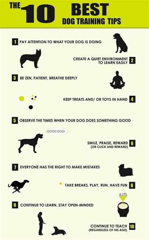 Violet Dogs: how to teach a dog tricks