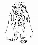Basset Hound Coloring Pages  Best For Kids Dog sketch template