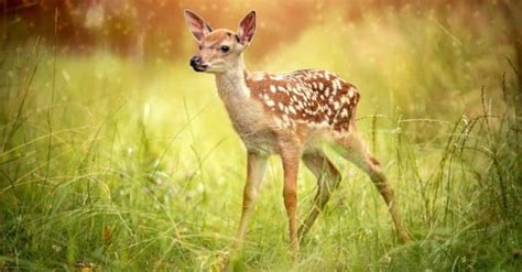 Baby Deer: 6 Fawn Pictures & 6 Facts - A-Z Animals