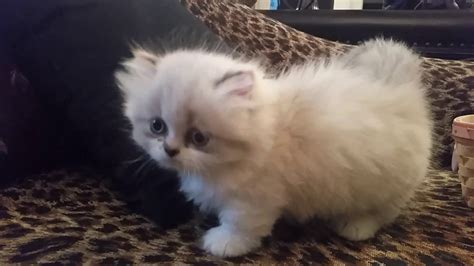 Teacup Munchkin Cats For Sale