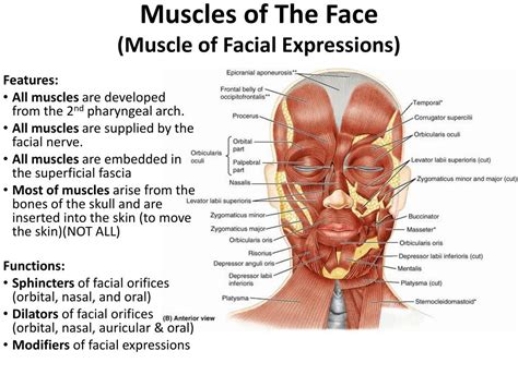 PPT - The Face & Muscles of facial expressions PowerPoint Presentation ...