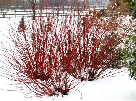Cornus Arctic Fire® - Red Red-Twig Dogwood – ButterflyBushes.com