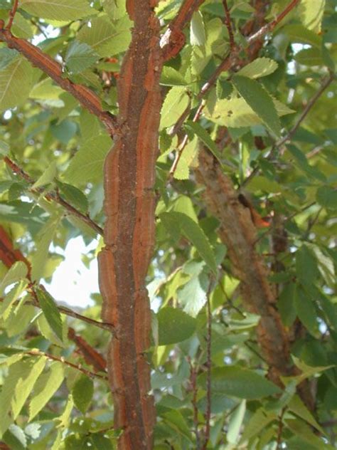 Winged Elm Tree Ulmus alata Ulmaceae {Elm Family} | Lady bird johnson ...