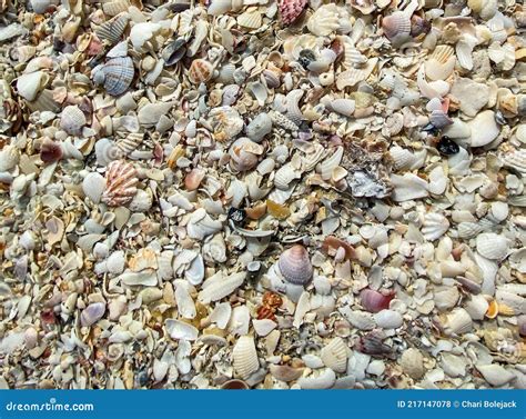 Sea Shells on Sanibel Island Beach Florida Stock Photo - Image of pieces, sanibel: 217147078