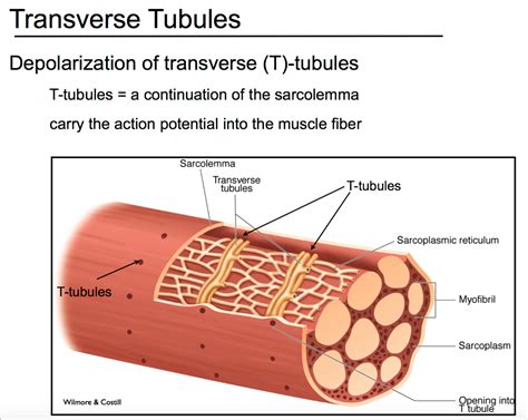 Image result for image of t tubules | Anatomy and physiology, Physiology, Wilmore