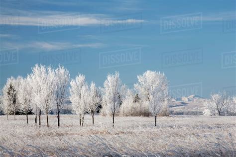 Frosted Trees - Stock Photo - Dissolve