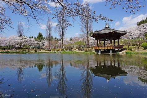 Gyeongju Cherry Blossom Tour - Klook Philippines