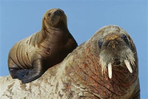 Top 10 facts about Walrus | WWF