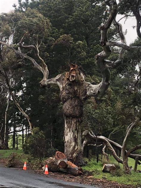 Demon tree : r/oddlyterrifying