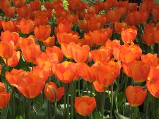 Tulips | Tulips and Flowers @ Keukenhof, Lisse, Leiden, Holl… | Flickr