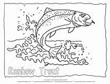 Rainbow Trout Drawing Sketch Coloring Page sketch template