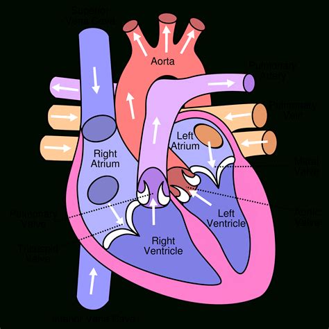 Heart Structure Diagram In Hindi Heart Anatomy Diagram Quiz