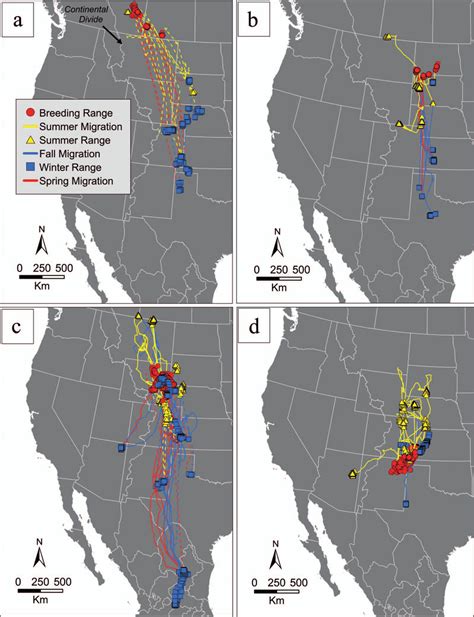 Year-round migration patterns of adult Ferruginous Hawks breeding in... | Download Scientific ...