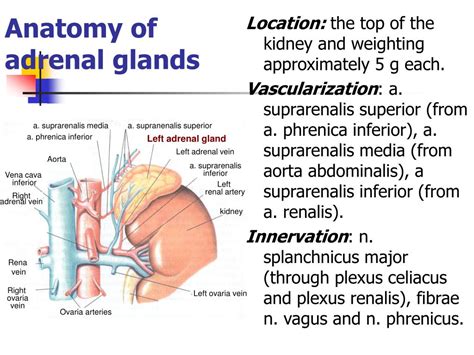 PPT - Anatomy of adrenal glands PowerPoint Presentation, free download ...