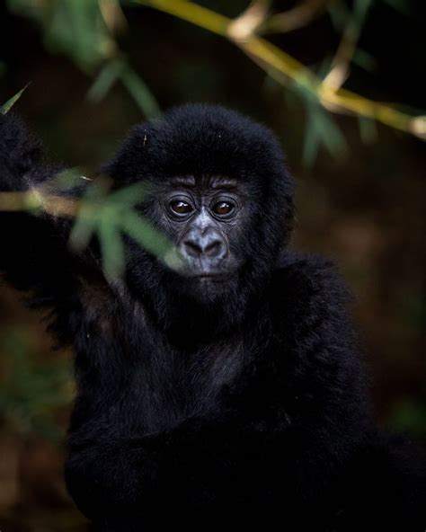 Trekking with the Incredible Mountain Gorillas of Rwanda