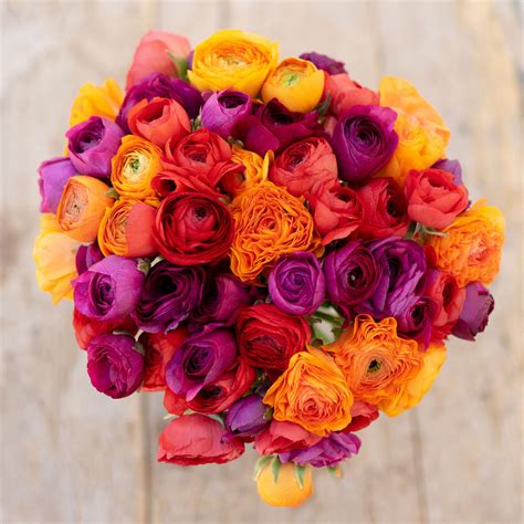 Ranunculus Bulbs | Shop 51 Varieties | Eden Brothers