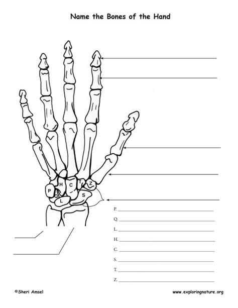 Diagram Labeled Hand Bones