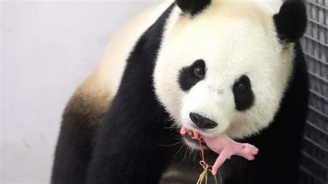 Newborn Giant Panda Makes Noisy Public Debut - NBC News