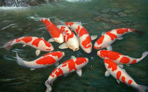 Koi Fish Pond Wallpaper Hd