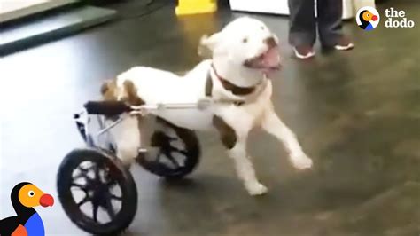 What Is A Dog Wheelchair