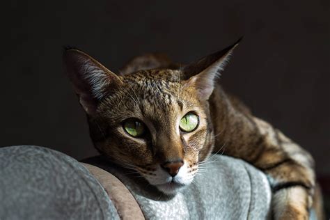 Chausie Cat Breed: Info, Pictures, Care, Traits & Facts | Hepper