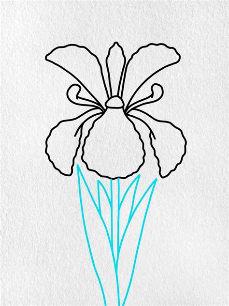 How to Draw an Iris Flower - HelloArtsy