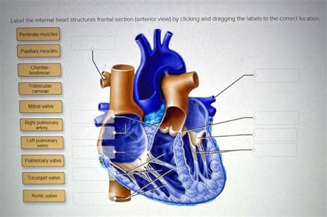 label the internal heart structures frontal section anterior view by ...