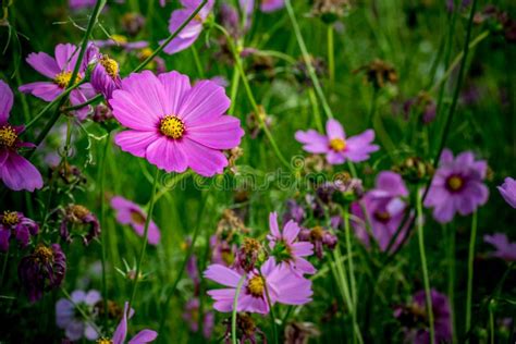 Purple cosmos flower stock photo. Image of nature, yellow - 86784024