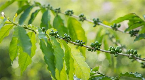 The History of Kona Coffee - Anikona Farm 100% Kona Coffee