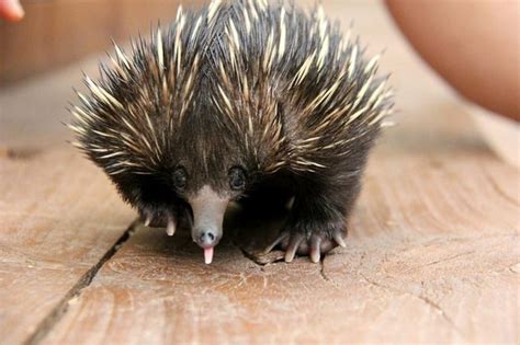 Baby Echidna (13 pics)