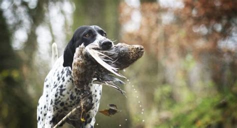 11 Best Duck Hunting Dog Breeds You Need To Know