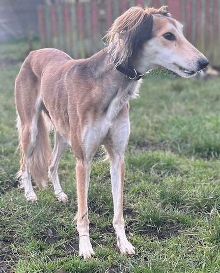 Available Dogs | UK Saluki Rescue