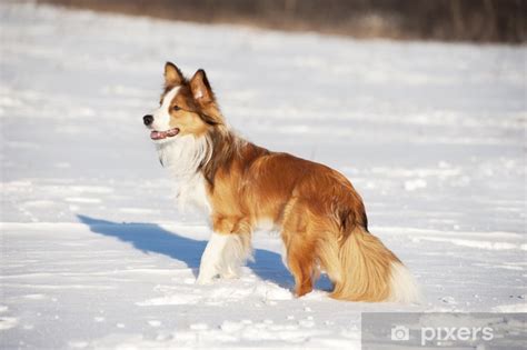 Wall Mural sable border collie - PIXERS.CA