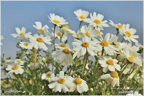 El Nino covers arid Saudi Arabia desert in flowers - Strange Sounds