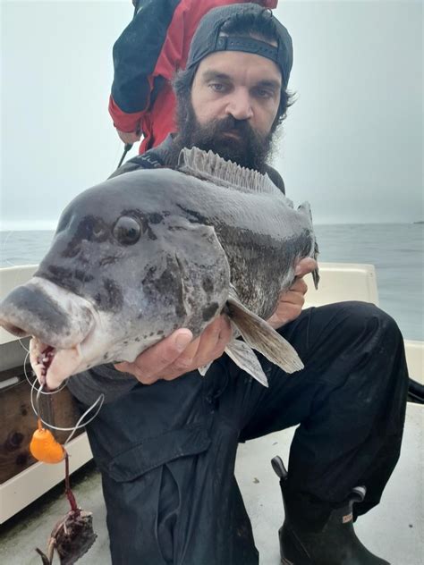 The spring tautog fishing season can be great | EastBayRI.com - News, Opinion, Things to Do in ...