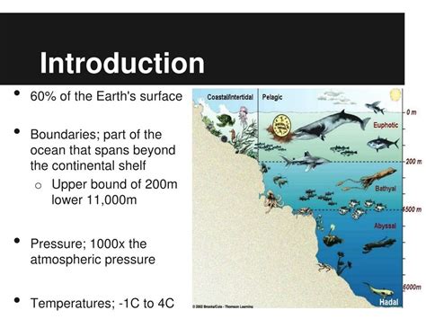 PPT - Biological adaptations of deep sea fishes PowerPoint Presentation - ID:1719892